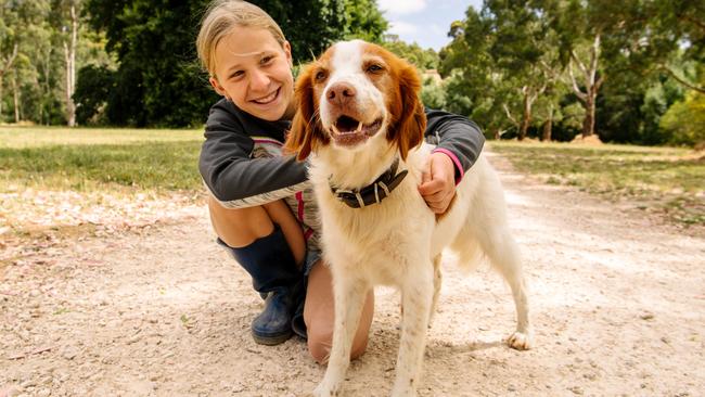 Alice Marshall, 10, with family dog Bella, the Brittany Spaniel. Picture: Morgan Sette