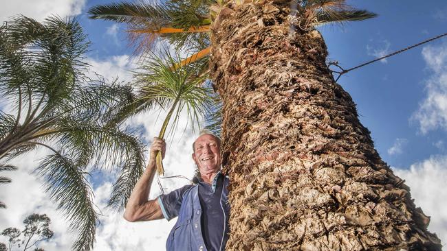 Arthur Kitchin has been saving palm trees from demolition sites and replanting them on his own property. Picture: Rob Leeson