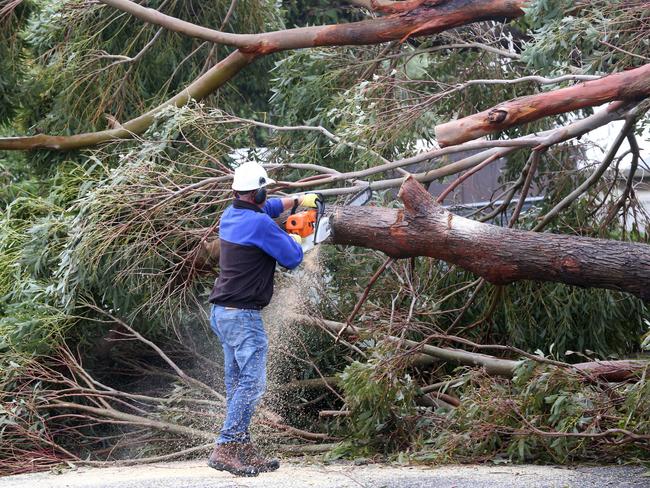 Clearing fallen trees at Point Lonsdale. Some students couldn’t get to their schools today because of storm damage and blocked road across the state. Picture: Mike Dugdale