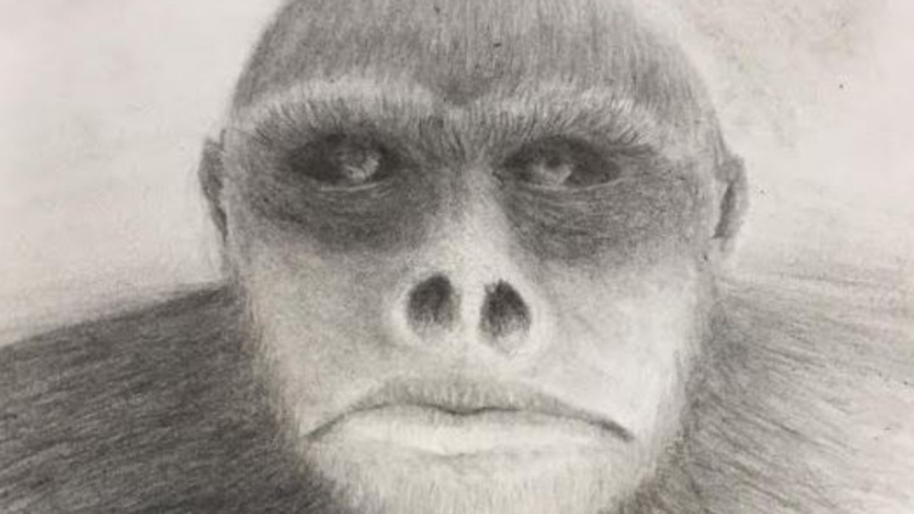 A sketch by artist Buck Buckingham based on witness descriptions of the Yowie, a creature thought by some to live in Australia.