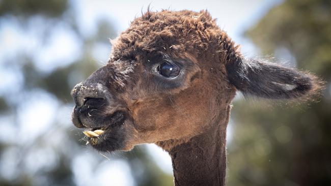 Toffeemont Alpacas at Orielton. Picture: Chris Kidd