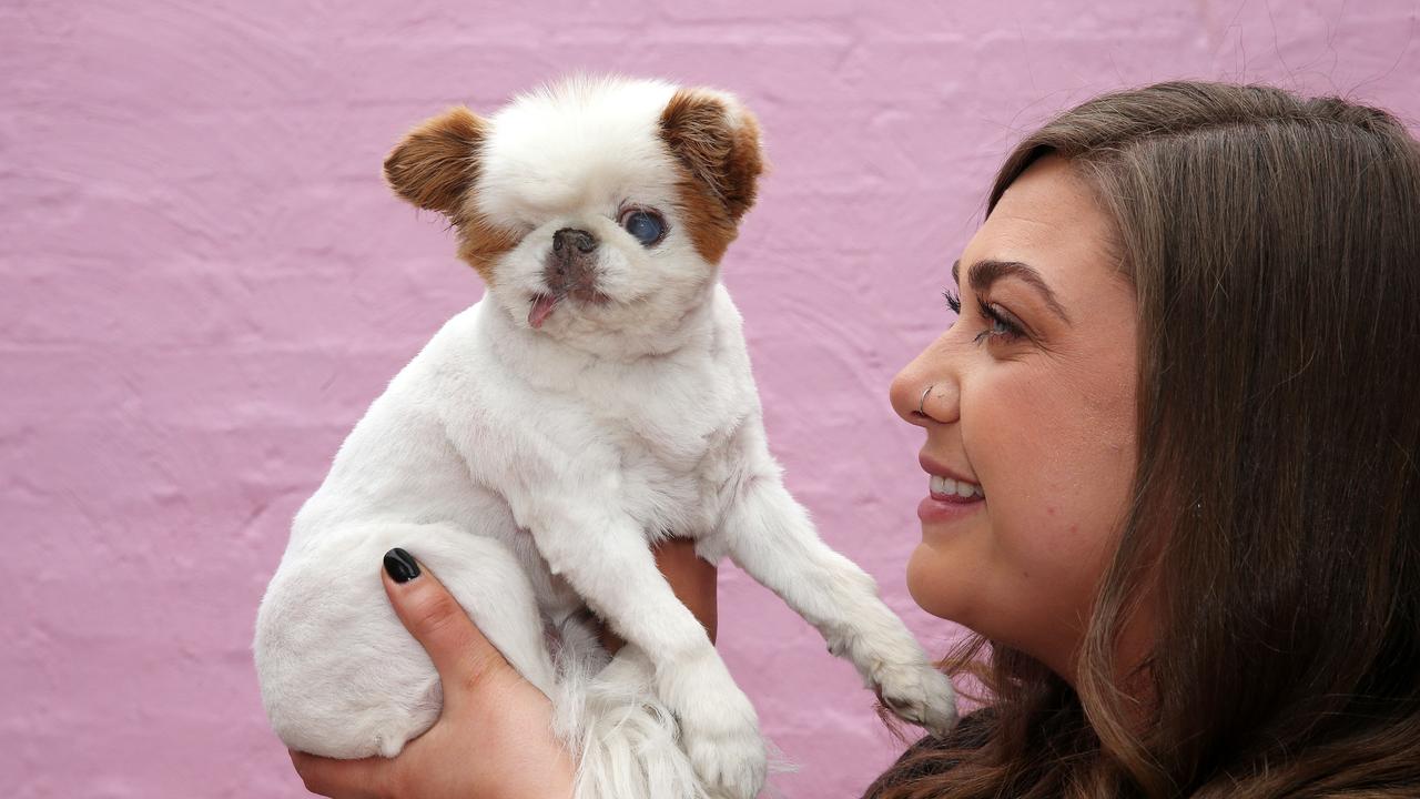 Geelong Animal Rescue looking for help to save animals from death row