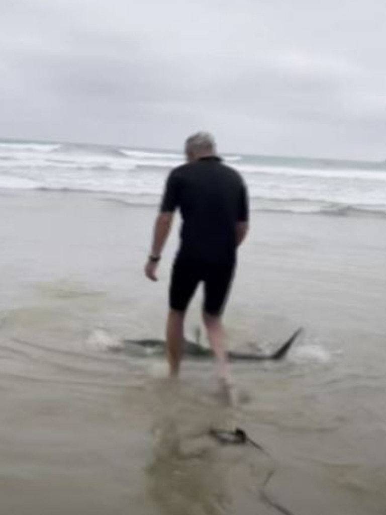 The man picked the shark up with his bare hands. Picture: Lillie Wilson / ABC