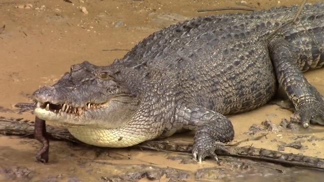 Lizzie the saltwater crocodile was spotted eating a file snake and washing it down with a drink in this still from a video. Picture: Solar Whisper Daintree River Crocodile and Wildlife Cruises/Facebook