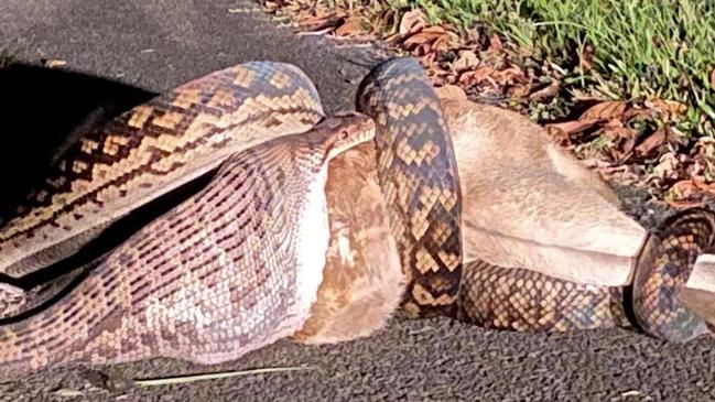 At popular Far North visitor spot, Mission Beach, a python was seen devouring a wallaby. Picture: Supplied