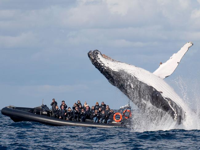 The tourists certainly got their money’s worth on this trip. Picture: Simon Millar/Go Whale Watching/Caters News