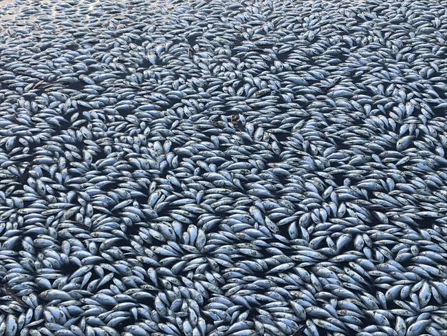 A supplied image obtained on Tuesday, January 29, 2019 of Dead fish in the Menindee weir pool. Officials on Monday found hundreds of thousands of dead fish in the Menindee weir pool and neighbouring waterways, including bony herring, golden perch and carp. (AAP Image/Supplied by Graeme McCrabb) NO ARCHIVING, EDITORIAL USE ONLY