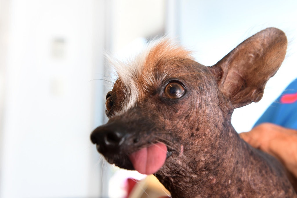 Ugly dog with cheap tongue hanging out