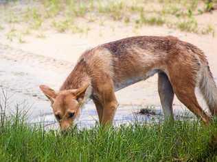 DINGO ALERT: Eight near-misses prompts warning to parents