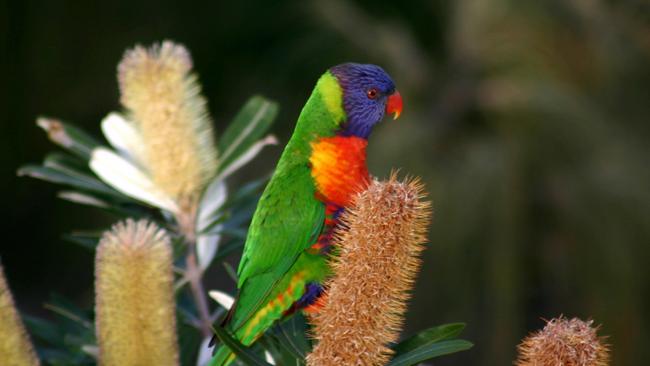 A rainbow lorikeet feeding on native bottlebrush trees.