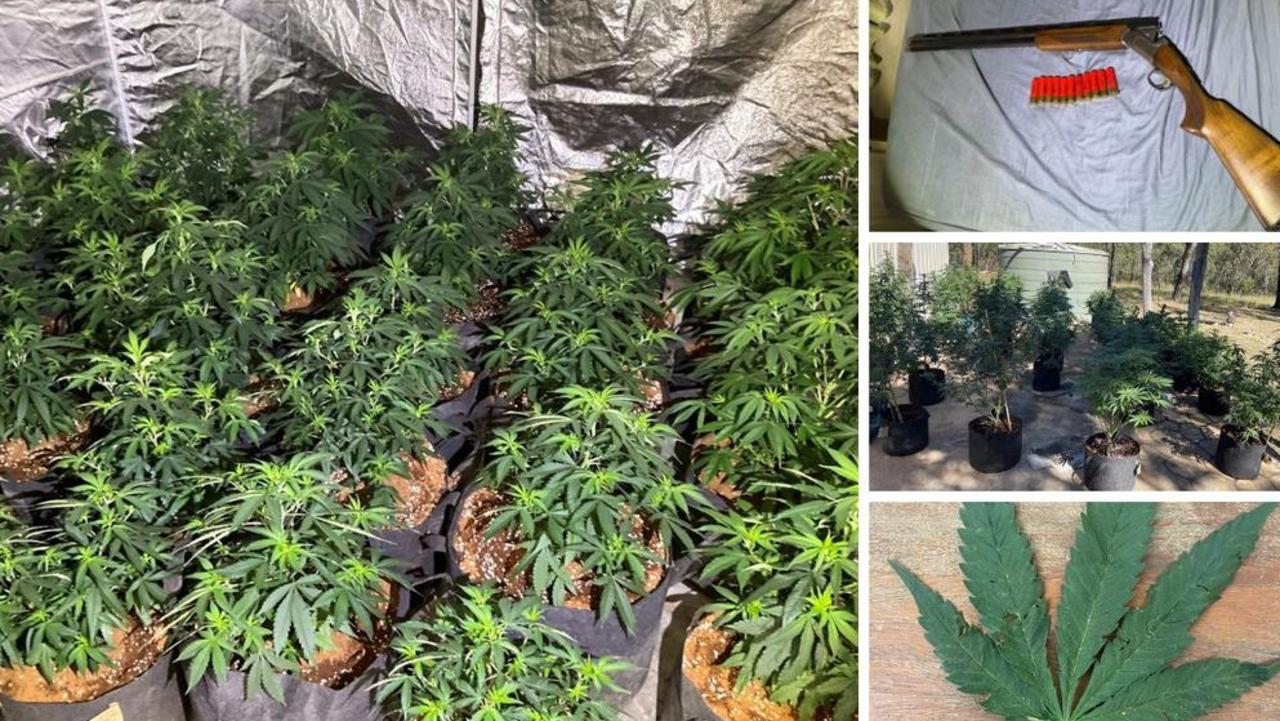 Police seized around 187 potted cannabis plants and a rifle with .308 ammunition during the raid on a Deepwater property on May 6, 2023.