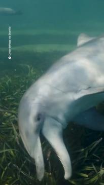 A Dolphin teachers her calf how to hunt