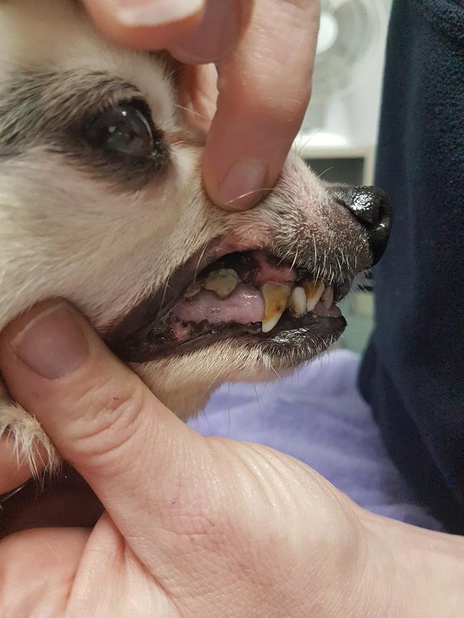 Fox terrier Brandy with her rotting teeth. Picture: RSPCA