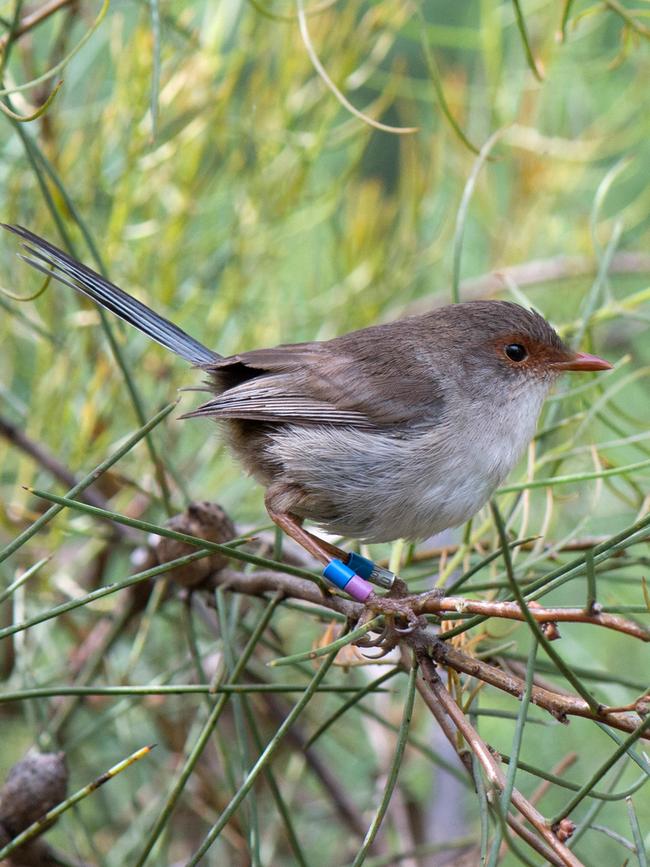 Fairy Wren- so cute!