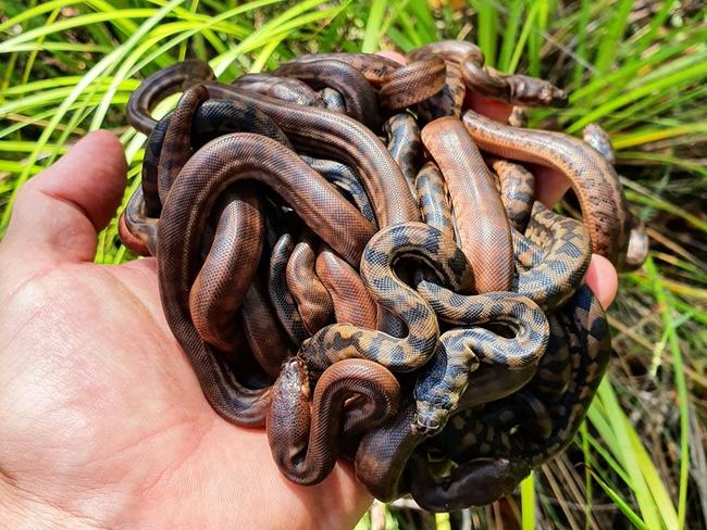 A Hand Full Of Baby Carpet Pythons! From Feb. 14 this year – 14 baby Carpet Pythons that recently hatched out of their eggs. Thanks to Australia Zoo for incubating and looking after the eggs till they hatched out.