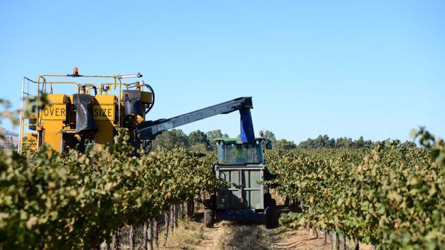 A catch bin receives freshly harvested Cabernet Sauvignon grapes in the Barossa Valley earlier this year. PICTURE: CARLA GOTTGENS/BLOOMBERG