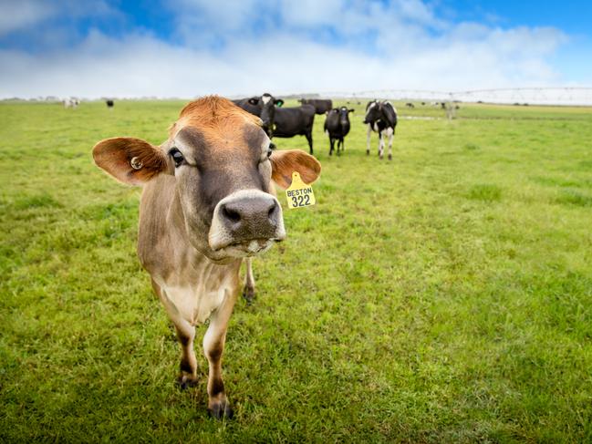 Beston dairy cows on the company's farms at Mt Gambier. Picture: SUPPLIED