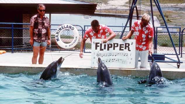 Dolphins performing at Marineland. Picture: Gold Coast Local Studies Library