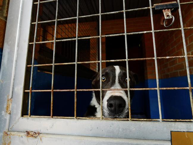 Barking mad: RSPCA pet cemetery plan attacked