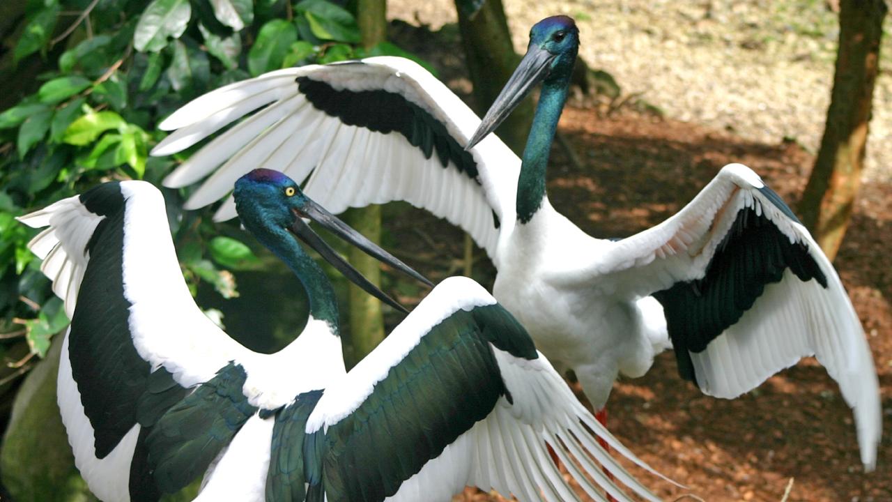 jabiru