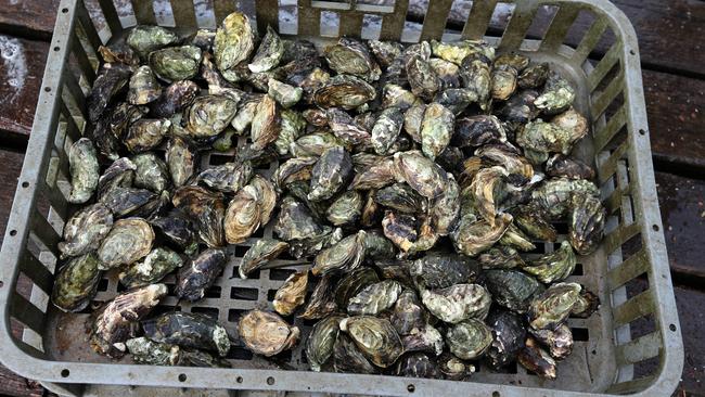 About 12,000 oysters were stolen from commercial leases on Stradbroke Island just before Christmas.