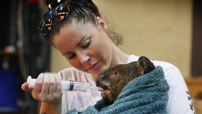 A victim of the East Gippsland fires, Guzzle the male koala, suffered burns to his nose face and paws and drinks water through a syringe by wildlife carer Maryann Buchanan. Picture: David Caird