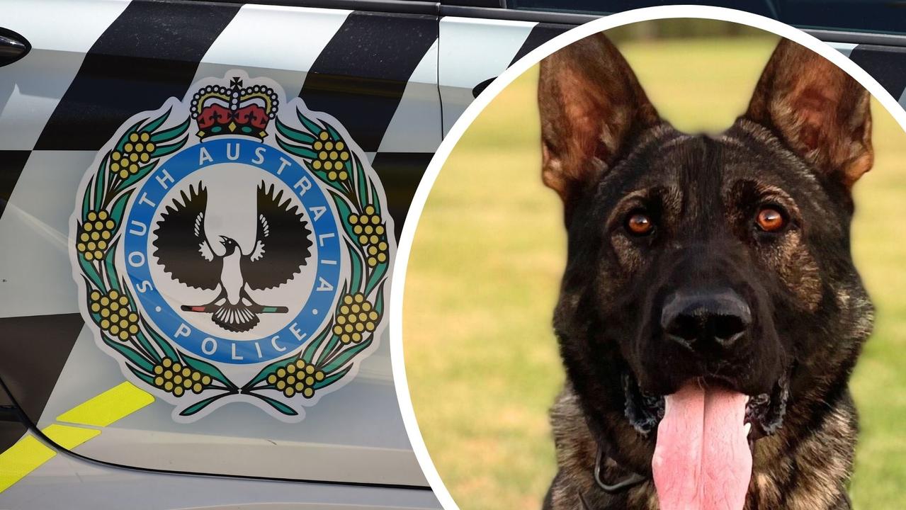 Police dog Duke: Picture: SA Police