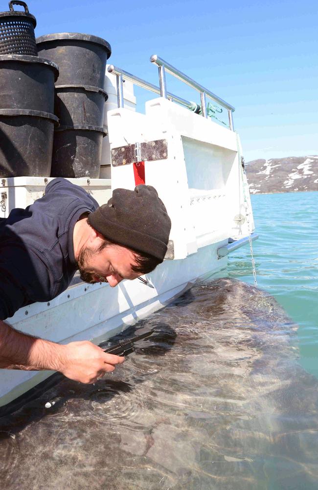 Scientists took samples of fin clippings from almost 100 Greenland sharks, including some individuals born in the 1750s. Picture: Julius Nielsen