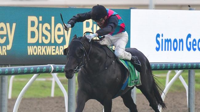Antino destroys his opposition in the Hollindale Stakes, with jockey Blake Shinn adopting daring tactics. Picture: Bethany Allday, Trackside Photography.