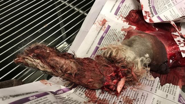 A dog injured in an attack at Paradise Point.