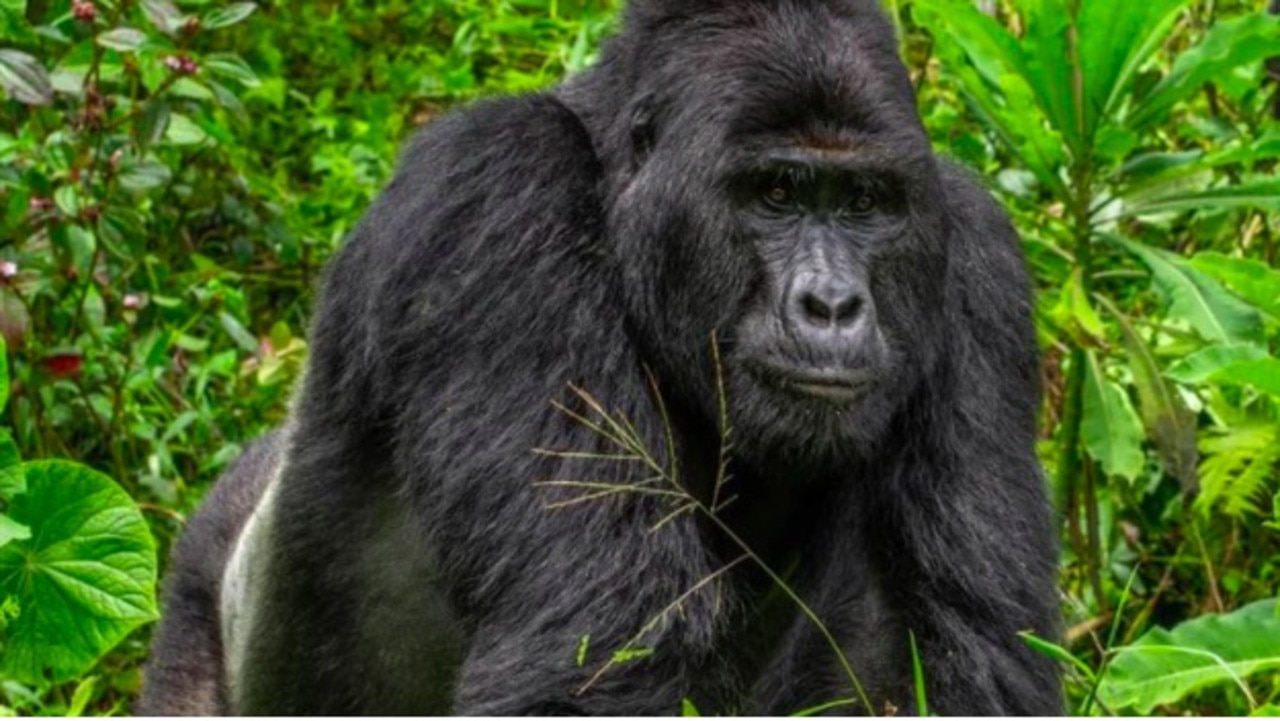 An iconic gorilla in a world heritage-protected park has been brutally killed by poachers.