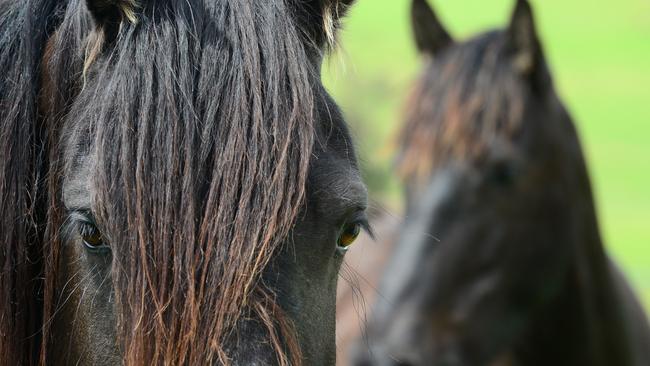 Brian May is in court after an elderly mare was left to starve on his property, a court has heard.