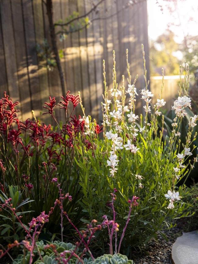 Kangaroo paws thrive in the parts exposed to the wind and sun. Picture: Jason Busch