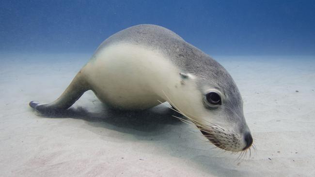 An Australian Sea Lion near the Great Australian Bight. Picture: Tim Watters / Sea Shepherd