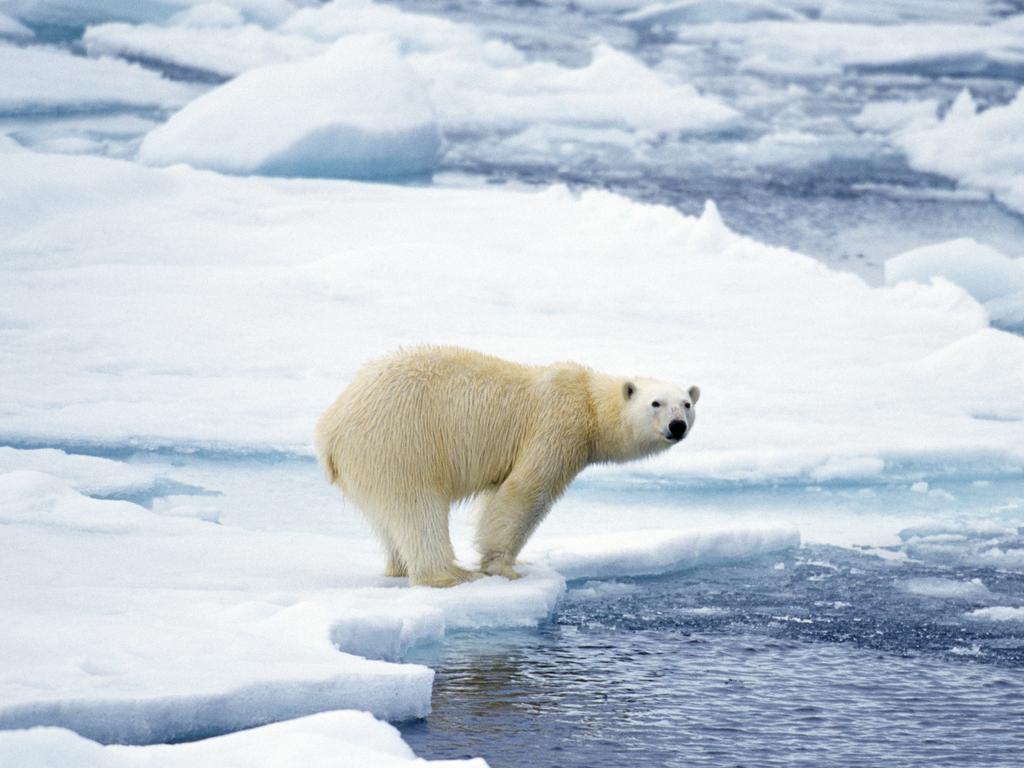 Polar bear kills man camping on Svalbard island in Norway | news.com.au ...