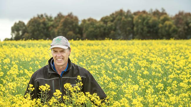 Evan Lewis on farm in his canola crop at Werneth. Picture: Zoe Phillips