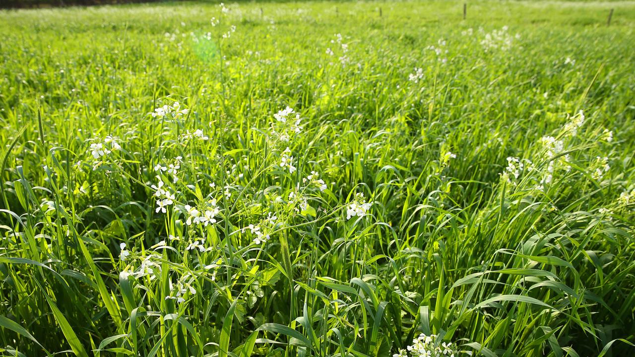 Aeration and the green manure crop within the worked-up portion of the pasture provide aerobic conditions and a food source that activates soil fungi, bacteria and earthworms. Picture: Andy Rogers