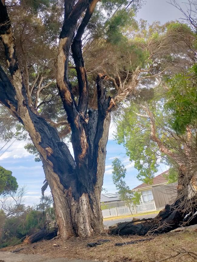 This tree on Davis St was allegedly deliberately lit. Picture: Justin van Rossum.