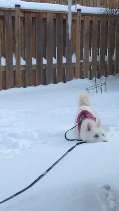 Dog Enjoys Windy Snow Day in Ontario