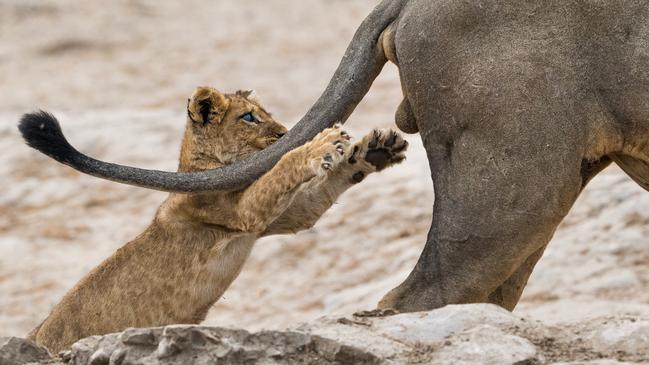 Photographer Sarah Skinner’s picture, titled Grab Life By The …, has trumped the Comedy Wildlife Photography Awards as the funniest entry submitted for 2019. Picture: Sarah Skinner