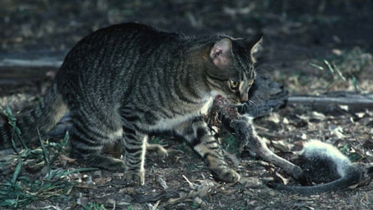 Cat Traps Yarra Ranges Council