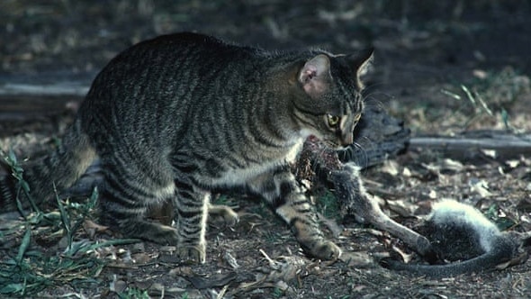 A cat kills a bridled nail tail wallaby. The impact of people and our domestic pets on wildlife and the environment is the subject of the Tree Kangaroo and Mammal Group talk.