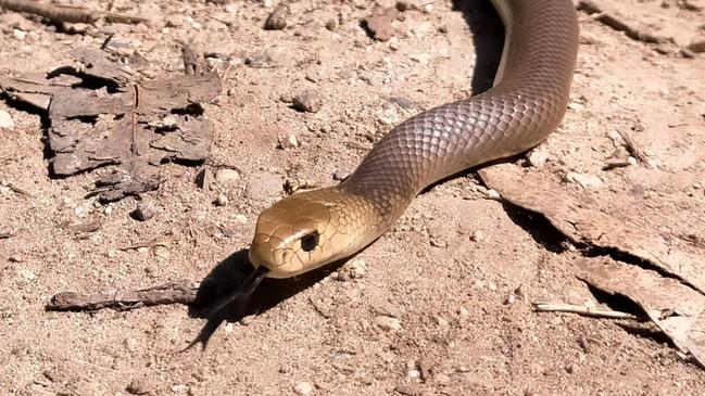 Snakes have been on the go across the Wide Bay.