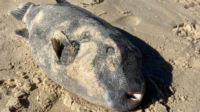 Sunrise Beach resident Donna Sennett found this fish when walking her dog at Sunrise Beach on August 10, 2023. Picture: Donna Sennett