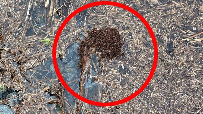 Fire ants seen 'rafting' in northern Gold Coast floodwaters.