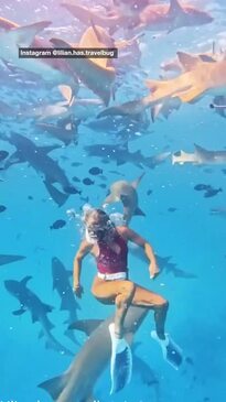 Moment diver was bitten by shark in the Maldives