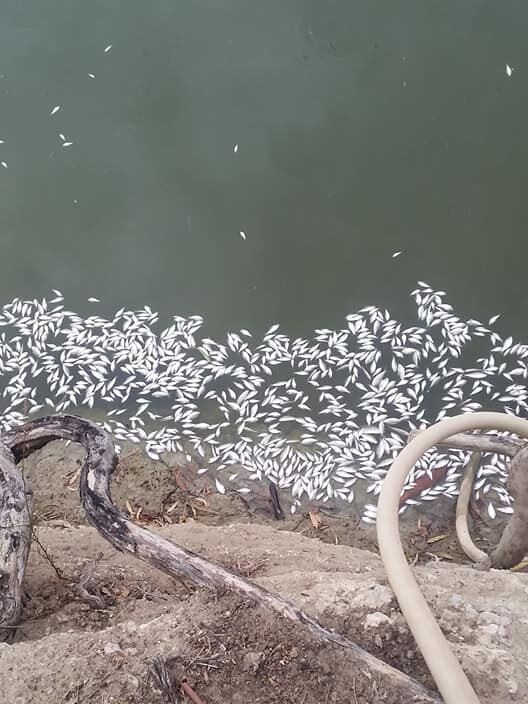 Darling River dead fish at Menindee. Credit: Phillip Bottrell