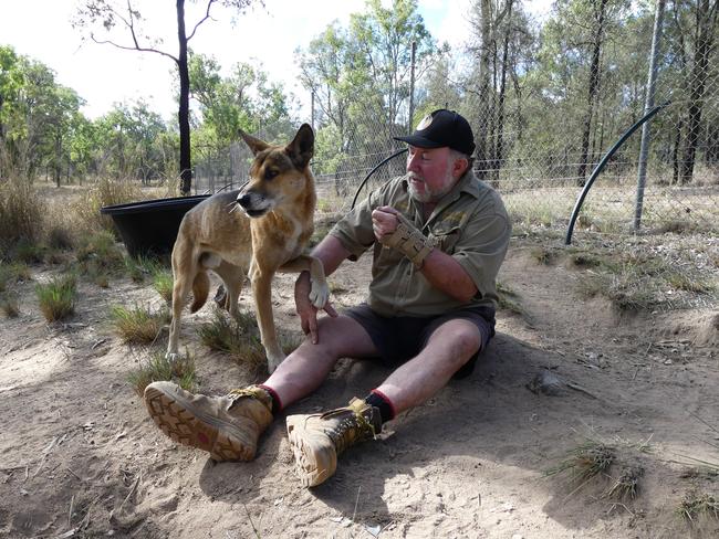 Simon Stretton is concerned that continuing gunfire near his sanctuary is impacting the health of his dingoes and himself.