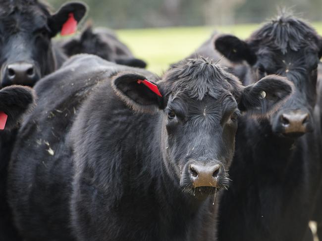 Woman’s farming dreams choked by rate hikes