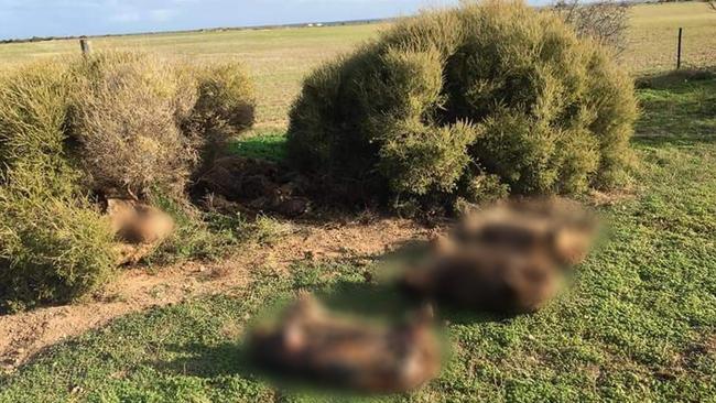 Southern Hairy-nosed Wombats killed near Point Pearce on the Yorke Peninsula. Picture: Deadly Yarning from South Australian Aboriginal Communities/Facebook